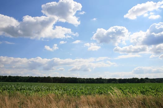 Cornfield