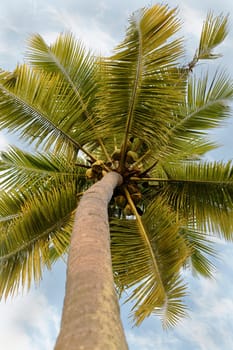 portrait of a tropical coconut tree with fresh drinkable coconuts, vertiacal portrait with crop margin