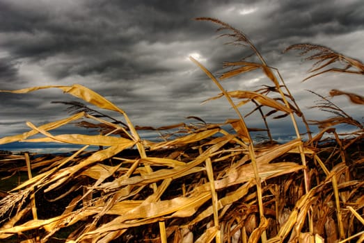 Storm in the cornfield