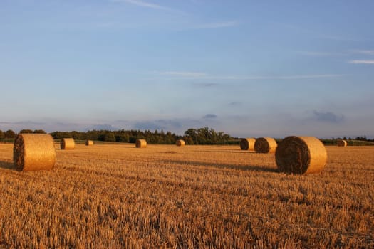 Round straw bales in the evening light