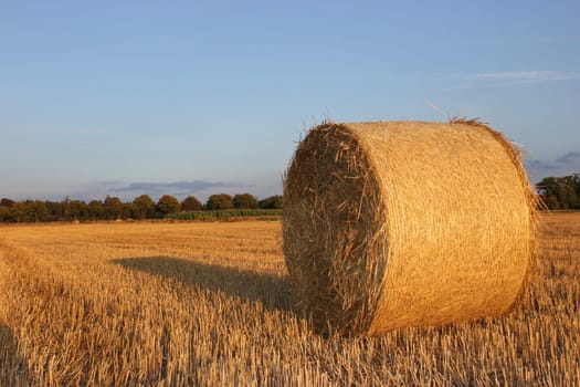 Round straw bales in the evening light