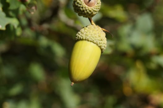A single green acorn hanging centrally in shot