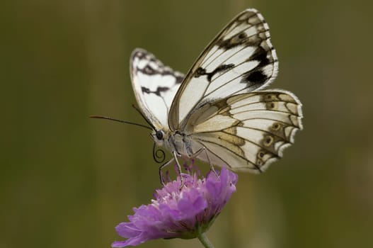 Western marbled white