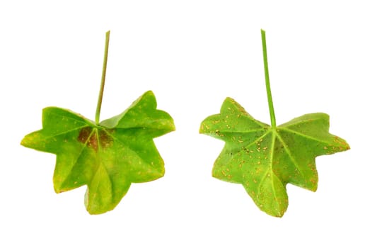 Diseased leaf of Pelargonium peltatum – water-soaked lesions - cork cells