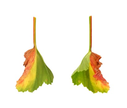 Diseased leaf of Pelargonium - fungal attack
