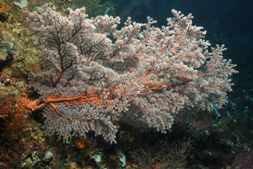 Gorgonian on a steep face in Sulawesi