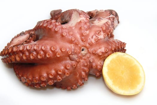 octopus