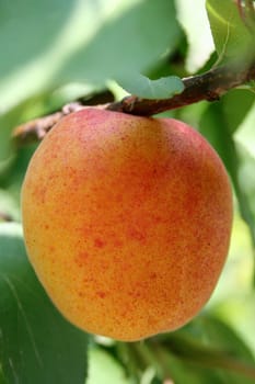 apricot