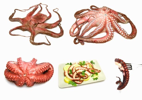 ocotpus