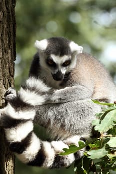 details of a sitting ring-tailed lemur