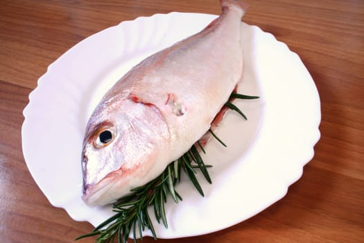 seabass
