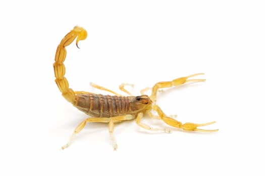 closeup of a wild scorpion on  white background