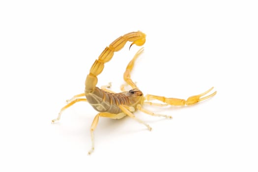 closeup of a wild scorpion on  white background