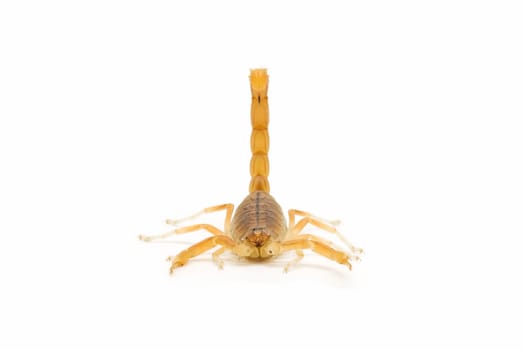 closeup of a wild scorpion on  white background