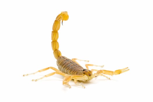 closeup of a wild scorpion on  white background