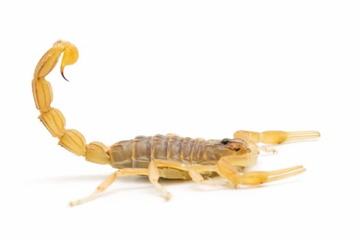 closeup of a wild scorpion on  white background