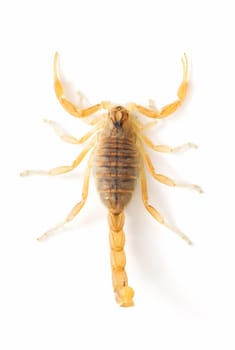 closeup of a wild scorpion on  white background