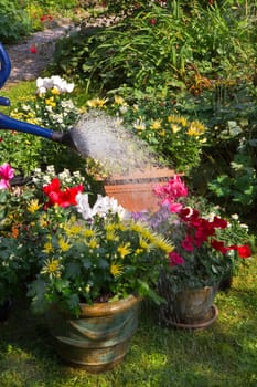Garden with autumn flowers in September - Watering flowerpots with new plants