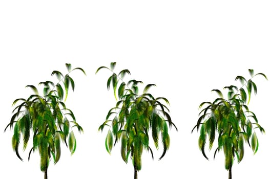 three palm trees