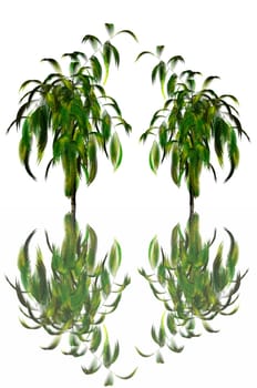 two palm trees