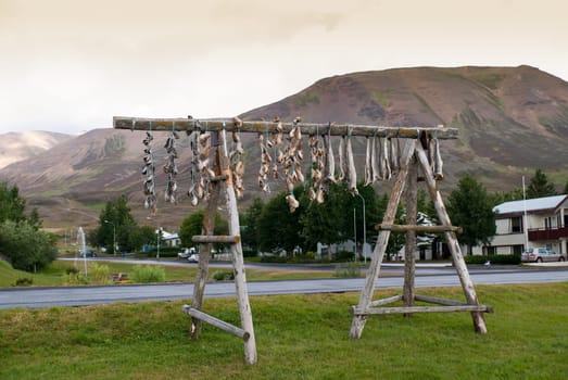 cod in Drying in iceland