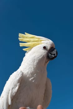 closeup of a white cockatoo parrot