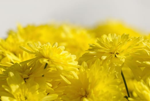 chrysanthemums