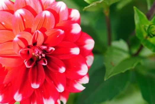 Dahlias