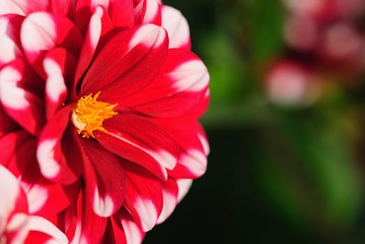 Dahlias