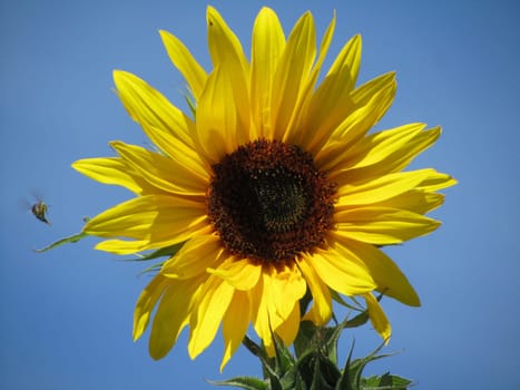 Sunflower - helianthus annuus