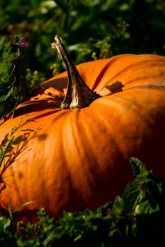 Pumpkin
