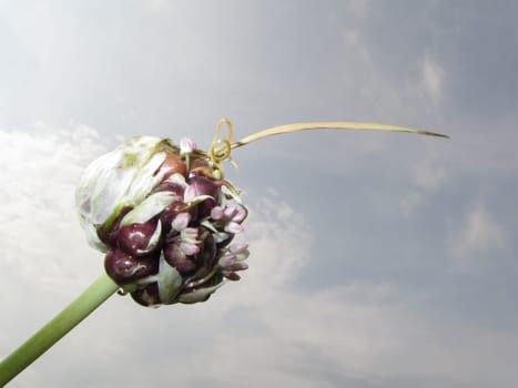 Garlic bulb - Allium sativum