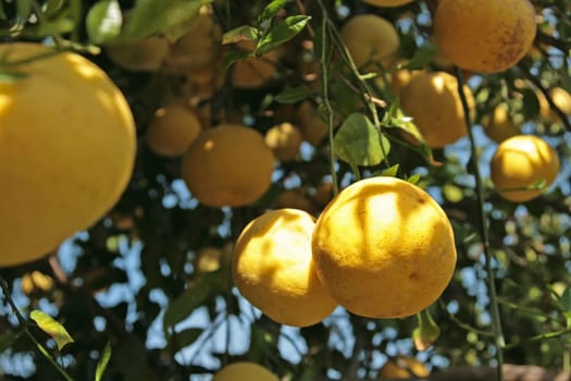Fruit