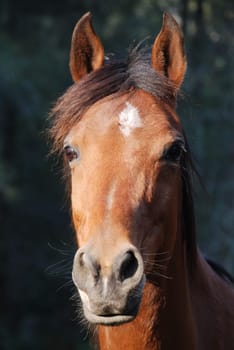 Portrait Bambi
