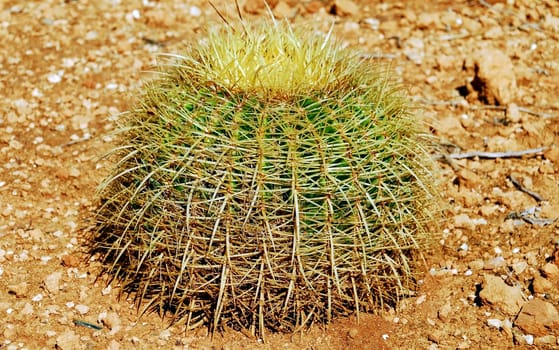 The Cactus