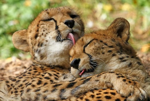 Cuddling among animals