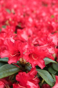 Close-up of a red-flowered rhododendron with gradient from sharp in the foreground to blurred in the background