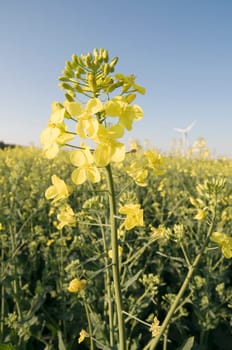 Close-up of the inflorescence of a rapeseed plant in front of a blurred rapeseed field and wind turbine in the background  blue sky