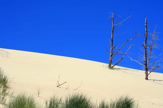 Grass and dead trees in sand dunes at leba - poland