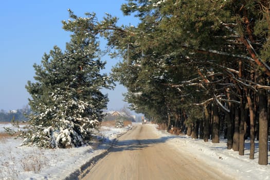 Snowy road between in the woods during wintertime