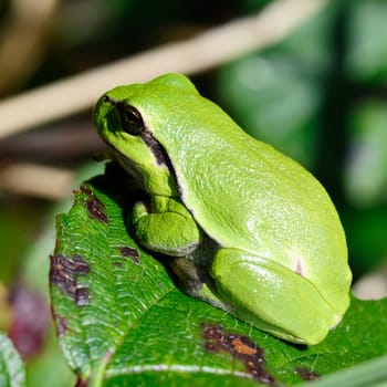European Tree Frog - Hyla arborea sunbathing