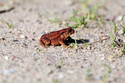 Common toad - Bufo sitting on sandy ground