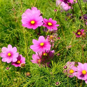 Jewellery basket - Cosmos bipinnatus in bloom