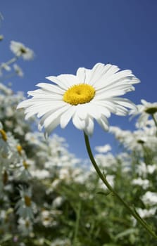 Margarite