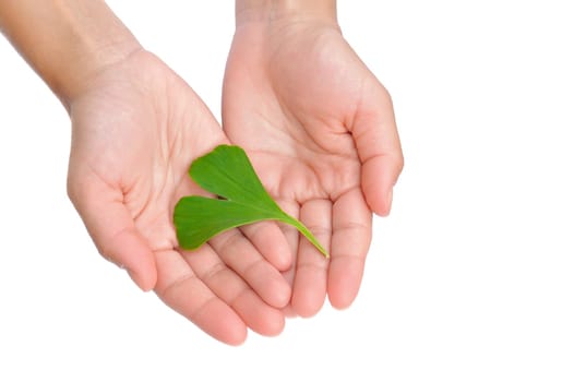 Hands of young woman holding ginkgo leaf - isolated