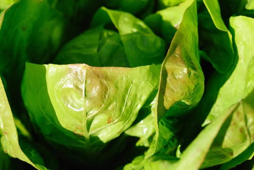 lettuce