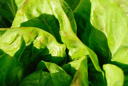 lettuce