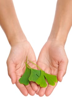 Hands of young woman holding ginkgo leaf - isolated