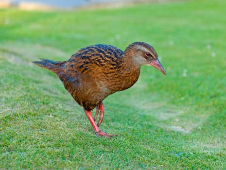 Image of a flightless Weka bird in New Zealand