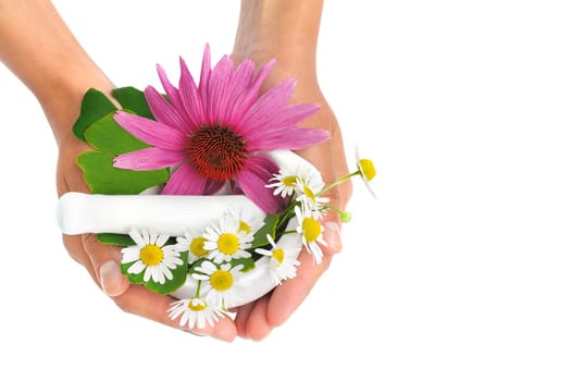 Young woman holding mortar with herbs - Echinacea, ginkgo, chamomile